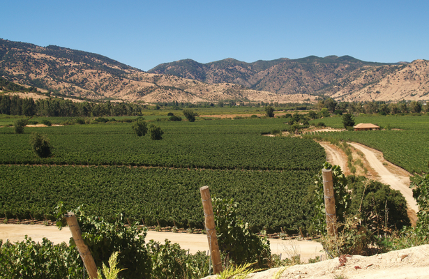 Rota dos vinhos no Chile: vinícolas e experiências imperdíveis